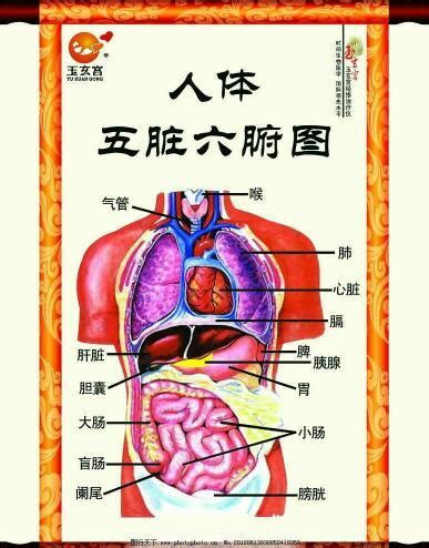 五腑|人体五脏六腑器官分布图及功能关系